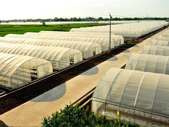 Large-span-Single-span-Greenhouse-1