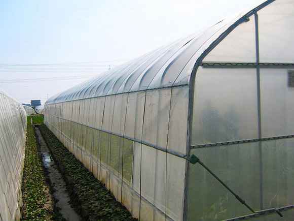 Large-span-Single-span-Greenhouse-2