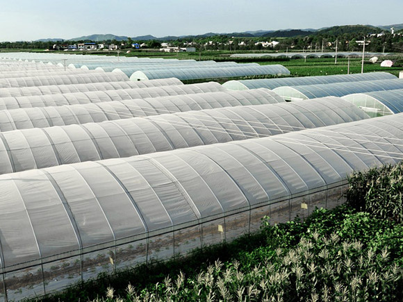 Large-span-Single-span-Greenhouse-3