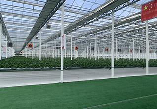Steel-Gutter-Glass-Greenhouse-11