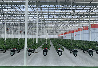 Steel-Gutter-Glass-Greenhouse-14